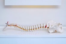 Osteopathic model of backbone.