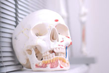 Osteopathic model of skull